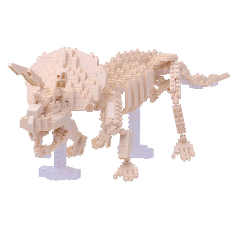 Triceratops Skelett