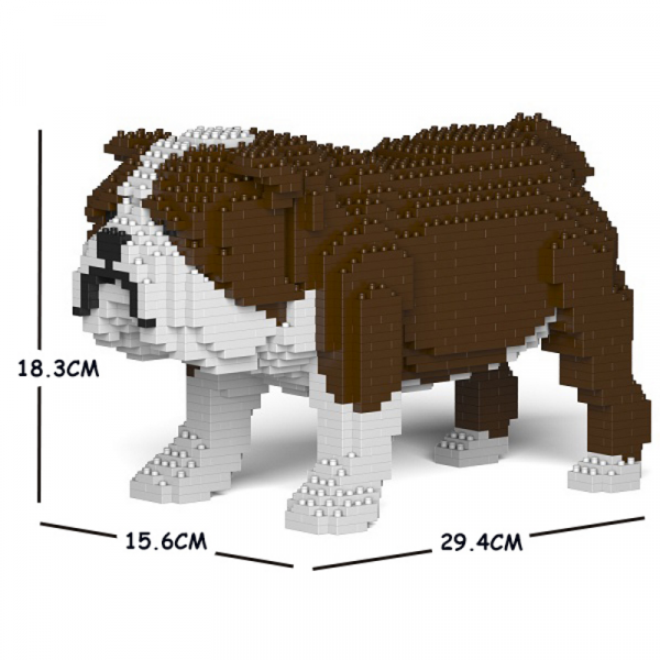 Englische Bulldogge braun-weiß