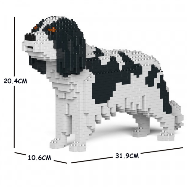 Cavalier King Charles Spaniel - Tricolour