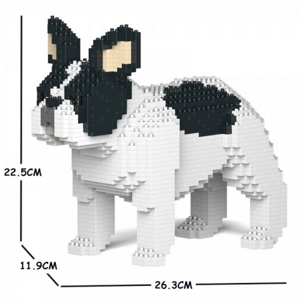 Französische Bulldogge schwarz + weiß