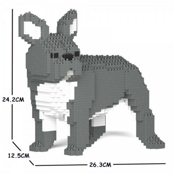 Französische Bulldogge grau