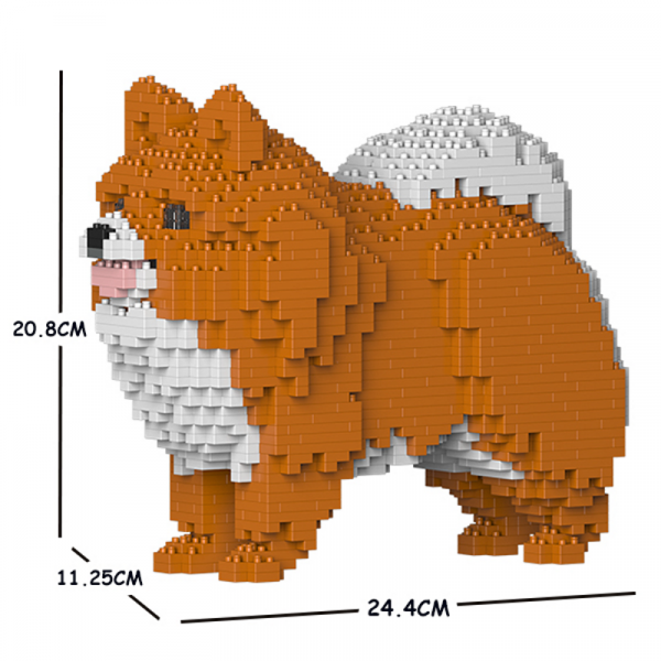 Zwergspitz weiß-orange