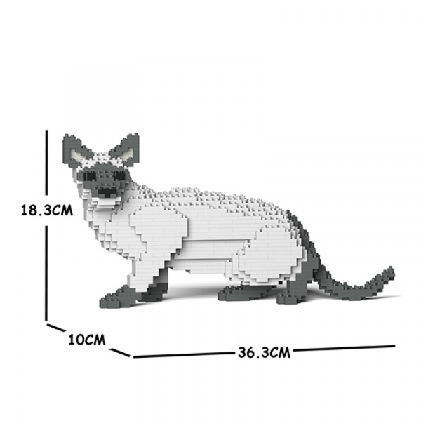 Siamesische Katze lauernd + weiß-grau