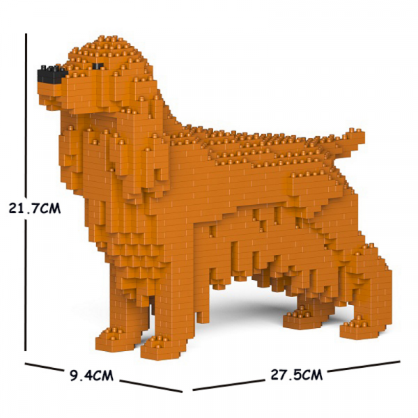 Englischer Cocker Spaniel orange