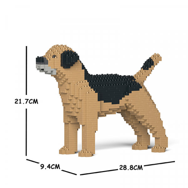 Border Terrier beige-schwarz