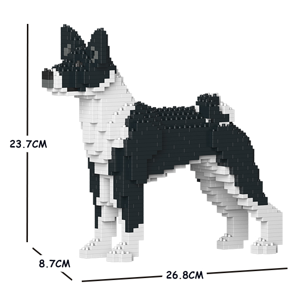 Basenji schwarz-weiß